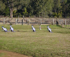 Wollombi Wines - Accommodation Melbourne 5