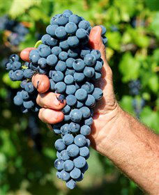 Stonehurst Cedar Creek Vineyard - Accommodation Melbourne 5
