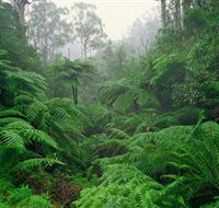 Tarra Bulga National Park - Accommodation Melbourne