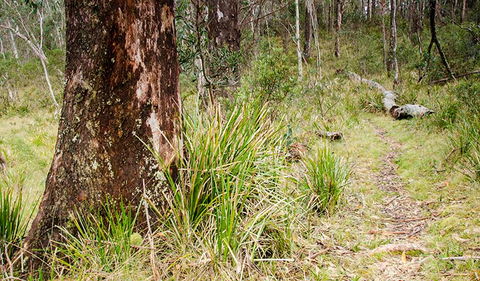 River Walking Track - Accommodation Melbourne 1