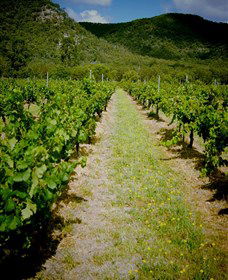 Gartelmann Wines - Accommodation Melbourne 0