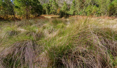 Brush Turkey Track - Accommodation Melbourne 2