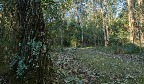 Brush Turkey Track - Accommodation Melbourne 3