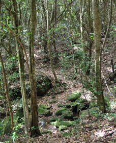State Forests Of The Watagan Mountains - Accommodation Melbourne 2