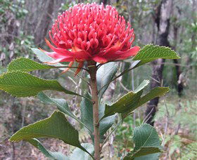 Olney State Forest - Watagan Mountains - Accommodation Melbourne 1
