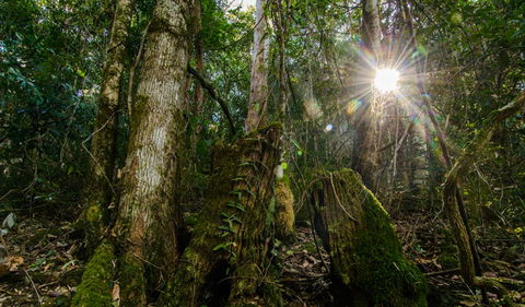 Basin Loop Track - Accommodation Melbourne 1