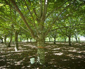 Sassafras Nuts - Accommodation Melbourne 0