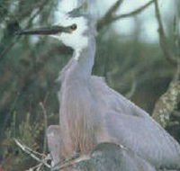 Jack Smith Lake State Game Reserve - Accommodation Melbourne