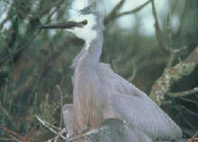 Jack Smith Lake State Game Reserve - Accommodation Melbourne 0