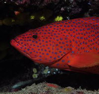 Maori Wrasse Bommie Dive Site - Accommodation Melbourne