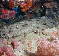 Lighthouse Bommies Dive Site - Accommodation Melbourne