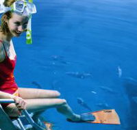 Roy Rufus Artificial Reef Dive Site - Accommodation Melbourne