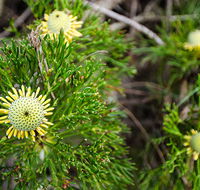 Illawarra lookout walking track - Accommodation Melbourne