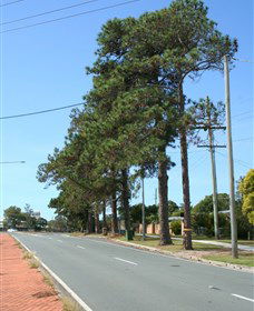 Anzac Memorial Avenue, Redcliffe - Accommodation Melbourne 1