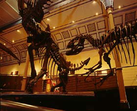 Australian Museum - Accommodation Melbourne 1