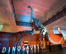 Australian Museum - Accommodation Melbourne 0