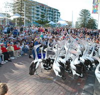 Pelican Feeding - Accommodation Melbourne