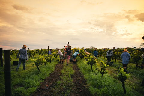 Tyrrells Vineyards - Accommodation Melbourne 1