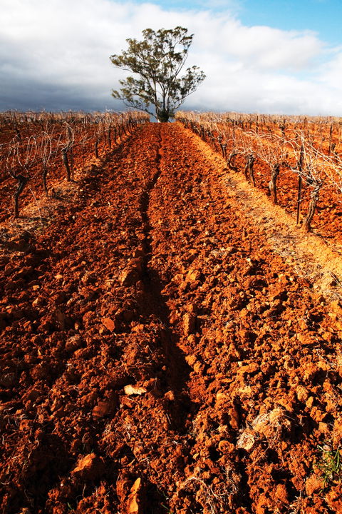 Tyrrells Vineyards - Accommodation Melbourne 3