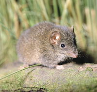 Munmorah State Conservation Area - Accommodation Melbourne