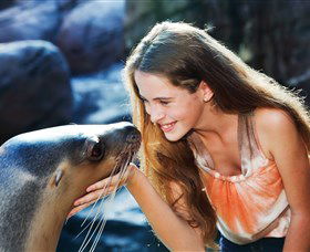 Sea Life Sunshine Coast - Accommodation Melbourne 1