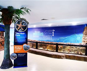 Sea Life Sunshine Coast - Accommodation Melbourne 2