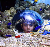 Sea Life Sunshine Coast - Accommodation Melbourne