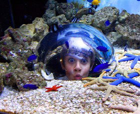 Sea Life Sunshine Coast - Accommodation Melbourne 0