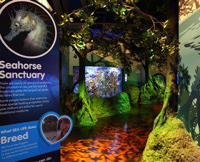 Sea Life Sunshine Coast - Accommodation Melbourne 3