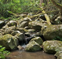 Booyong walking track - Accommodation Melbourne