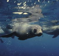 Wilsons Promontory Marine National Park - Accommodation Melbourne