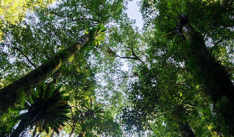 Botanic Walk - Accommodation Melbourne 0