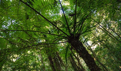 Botanic Walk - Accommodation Melbourne 2