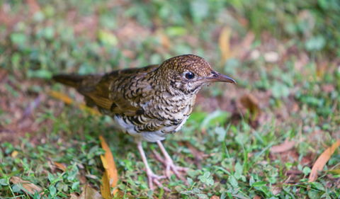 Walk With The Birds Boardwalk - Accommodation Melbourne 1