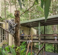 Daisy Hill Koala Centre - Accommodation Melbourne