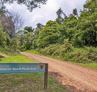 Antarctic Beech picnic area - Accommodation Melbourne