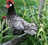 Merry Maidens Veggies - Accommodation Melbourne