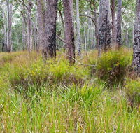 Narrawallee Inlet walking track - Accommodation Melbourne