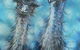 Platypus Gallery - thumb 6