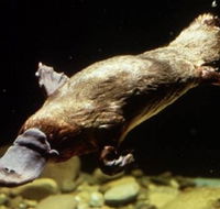 Platypus Pool - Accommodation Melbourne