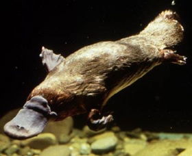 Platypus Pool - Accommodation Melbourne 0