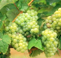 Red Tail Wines - Accommodation Melbourne