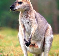 Venman Bushland National Park - Accommodation Melbourne