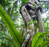 Tamborine Rainforest Skywalk - Accommodation Melbourne