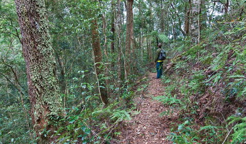 Blackbutt Walking Track - Accommodation Melbourne 0