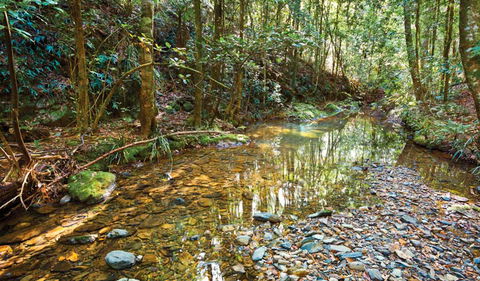 Blackbutt Walking Track - Accommodation Melbourne 3