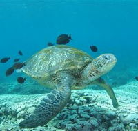 Flinders Reef Dive Site - Accommodation Melbourne