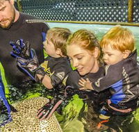 Irukandji Shark and Ray Encounters - Accommodation Melbourne