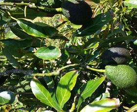 The Avocado Farm - Accommodation Melbourne 8
