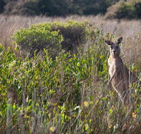 Murramarang Aboriginal Area walking track - Accommodation Melbourne